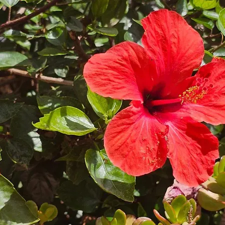 Villa Pueblo Andaluz New Luxury Townhouse Centre *