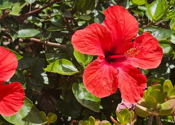 Villa Pueblo Andaluz New Luxury Townhouse Centre *